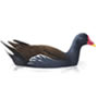 RSPB moorhen