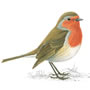 RSPB Robin