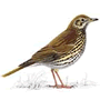 RSPB Song thrush