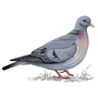 RSPB Stock Dove