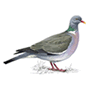RSPB Wood Pidgeon
