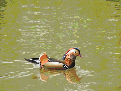 Duckling Tally