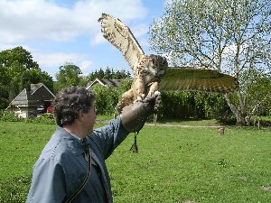 Eagle Owl