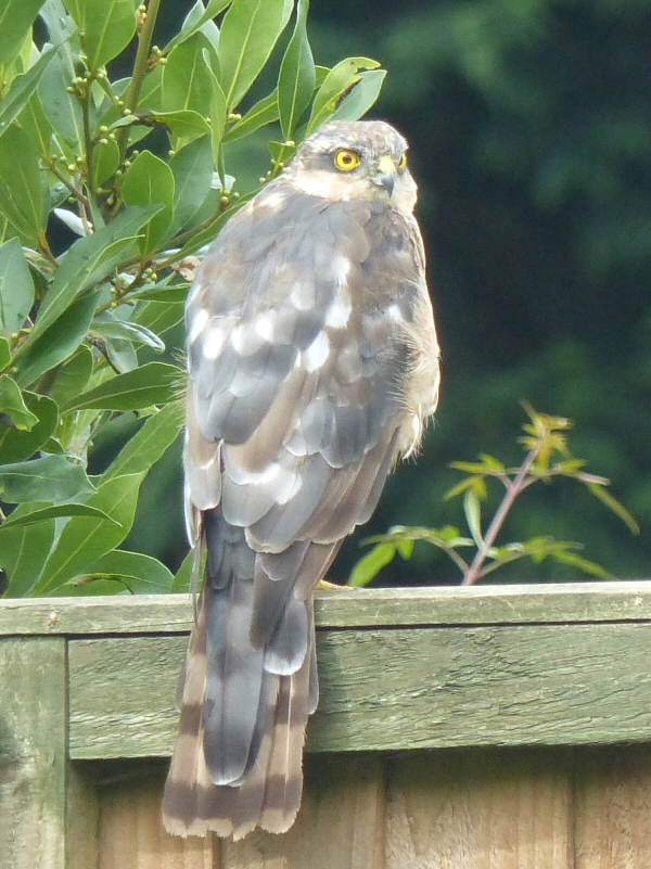 Sparrowhawk