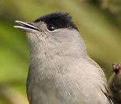 Blackcap