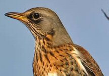 Fieldfare