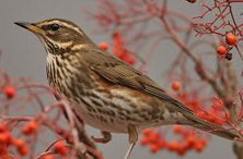 Redwing