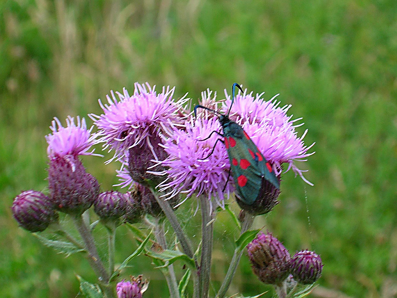 Burnet Moth.JPG