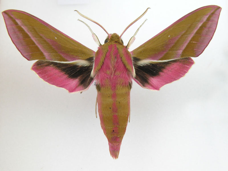 Elephant Hawk Moth.JPG