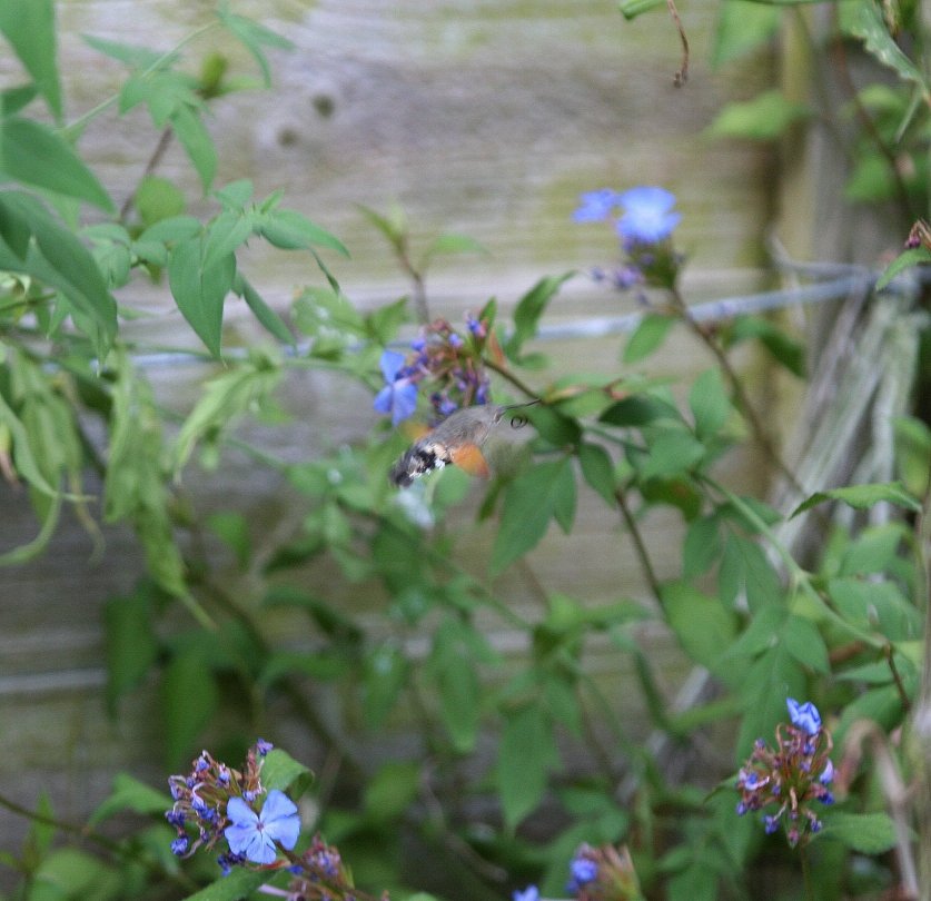 Hummingbird Hawkmoth 21.7.06 Earley Garden.jpg