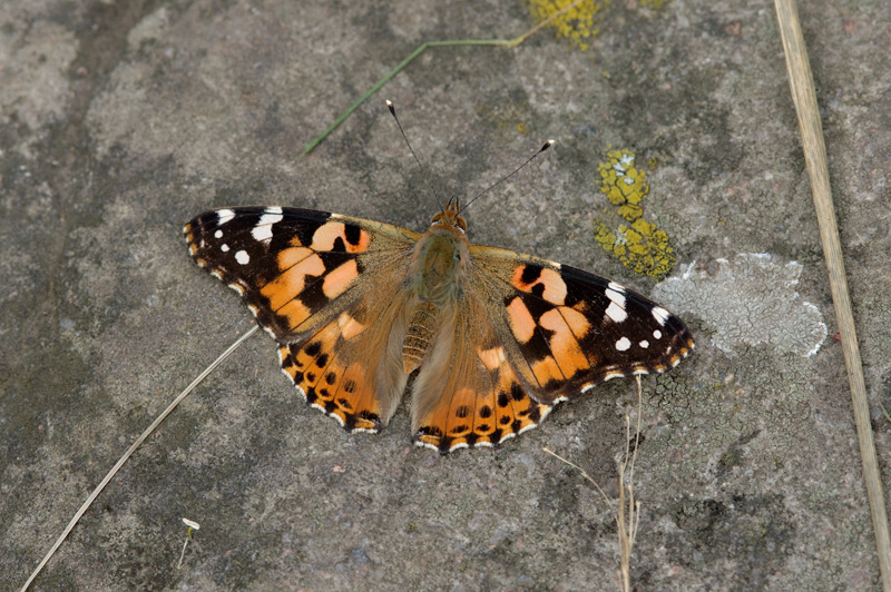 PaintedLady_BalcaryPoint_28Aug2004_3805.jpg