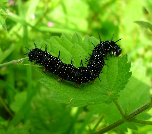 Peacock caterpillar June 07.JPG