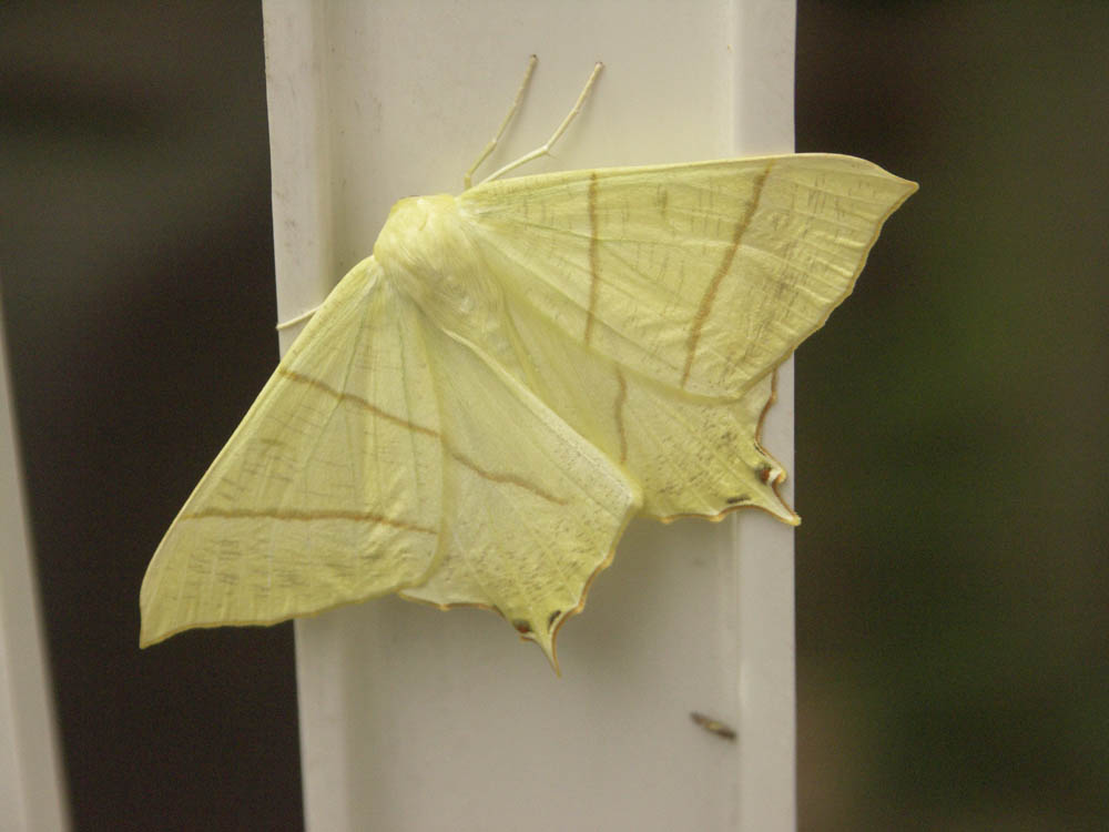 Swallowtail moth John Hyams.JPG