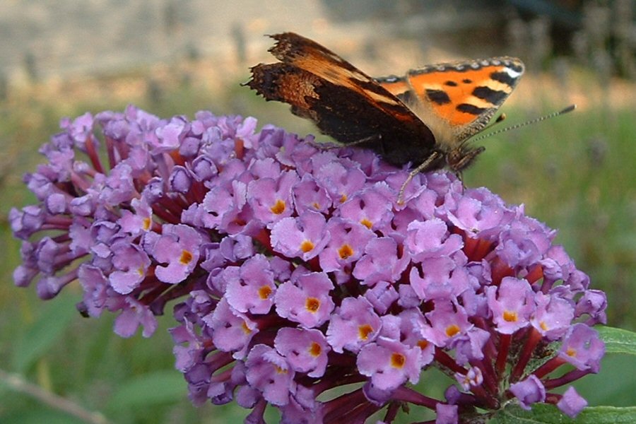 small tortoiseshell.jpg