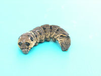 Elepahnt Hawk Moth Caterpillar