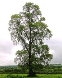 Elm tree