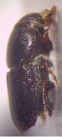 Elm-bark beetle