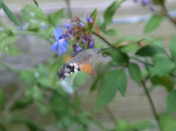 Hummingbird Hawk Moth