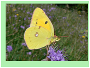 Clouded Yellow