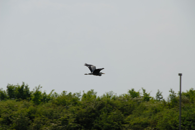 05 Heron in Flight.jpg