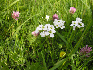 Cuckooflower