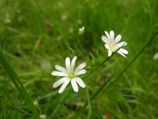 GreaterStitchwort