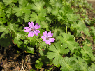 HedgerowCransebill