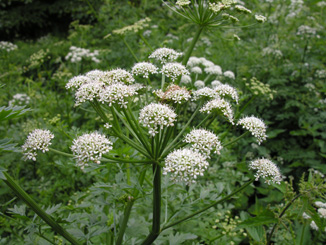 HemlockWaterDropwort