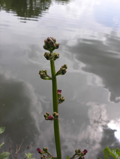 WaterFigwort