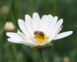 Andrena bee