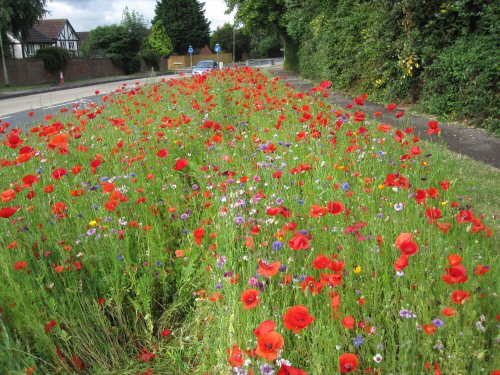 flower bed