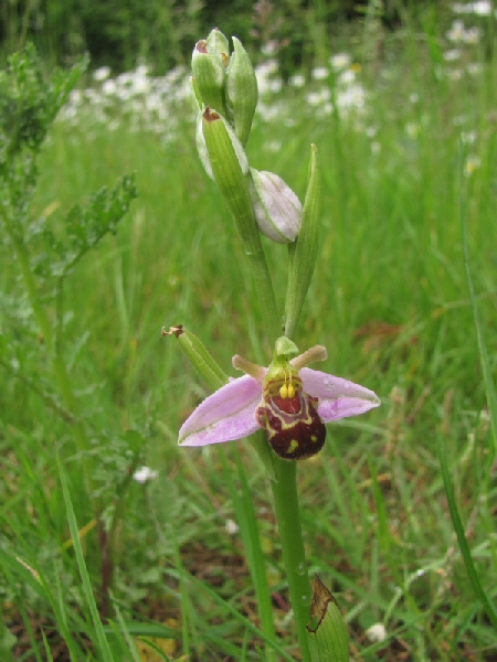 Bee_orchid.jpg