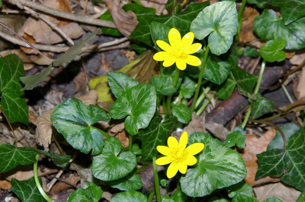 Lesser Celandine ME Nature Reserve.jpg