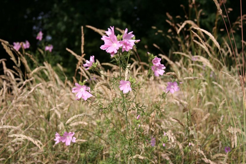 Musk Mallow.jpg