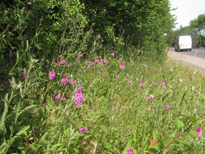 Pyramidal_orchids.jpg