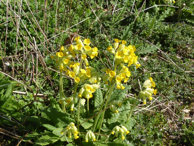 cowslip_Instow_Rd_12April2015.jpg