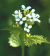 garlic Mustard