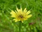 Goatsbeard
