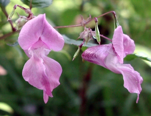 Himalayan Balsam