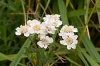 Sneezewort