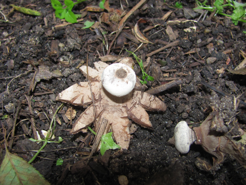 Earthstar1.jpg