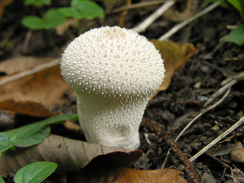 PuffBall.jpg