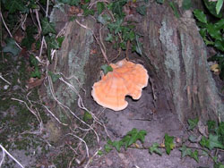 Polyporus Sulphureus