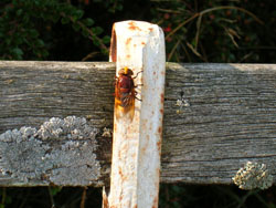 Banded Hoverfly