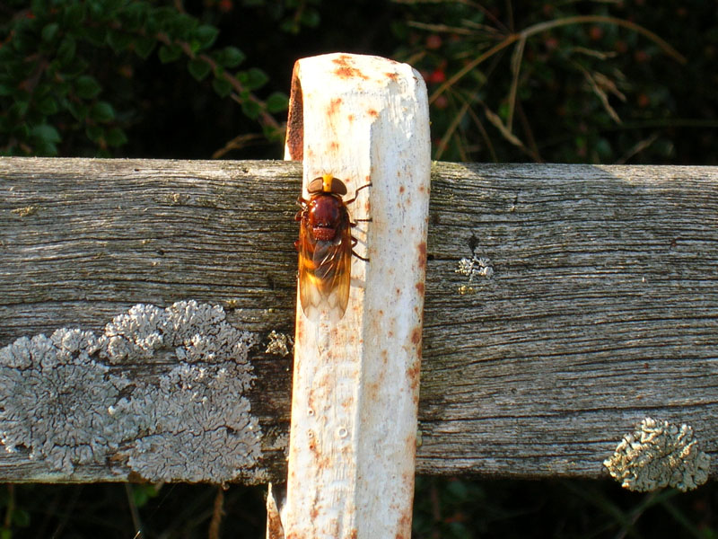 Banded Hoverfly.jpg