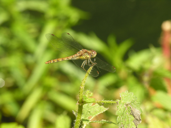 Dragonfly