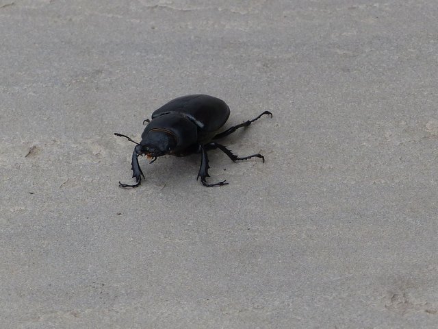 FemaleStagBeetle.JPG