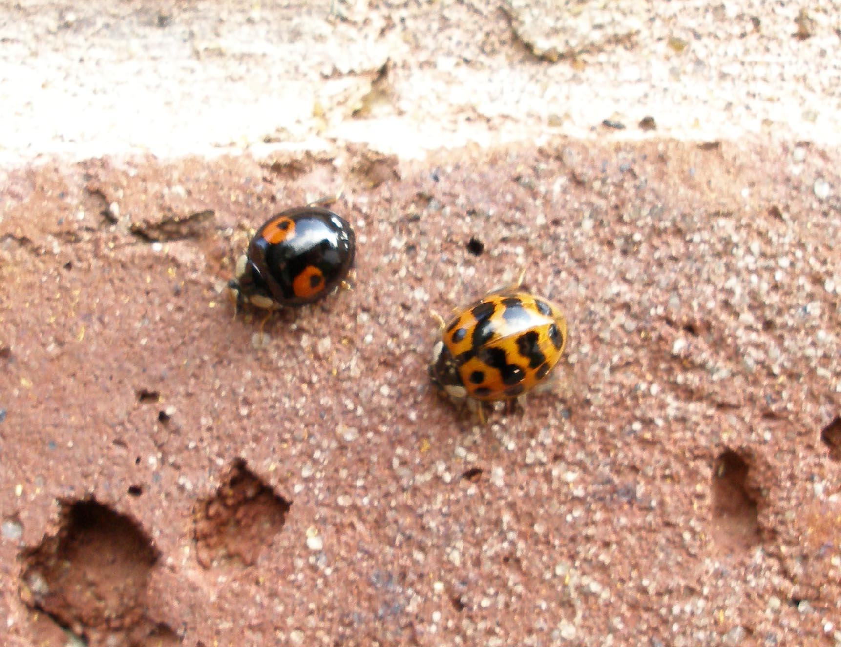 Harlequin Ladybirds in Kerris Way, from Gillian.jpg