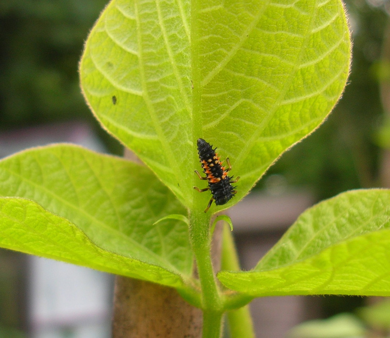 HarlequinLadybird larva.jpg