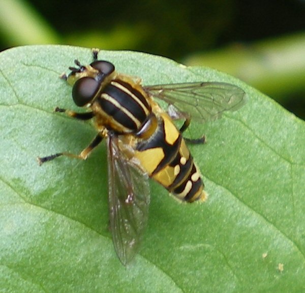 Hoverfly on Bog Bean.jpg